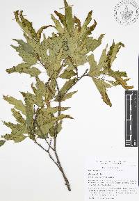 Quercus canbyi image