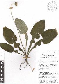 Chaptalia nutans image