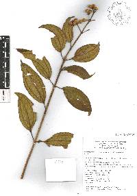 Miconia subhirsuta image