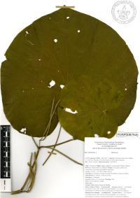Lepianthes peltata image