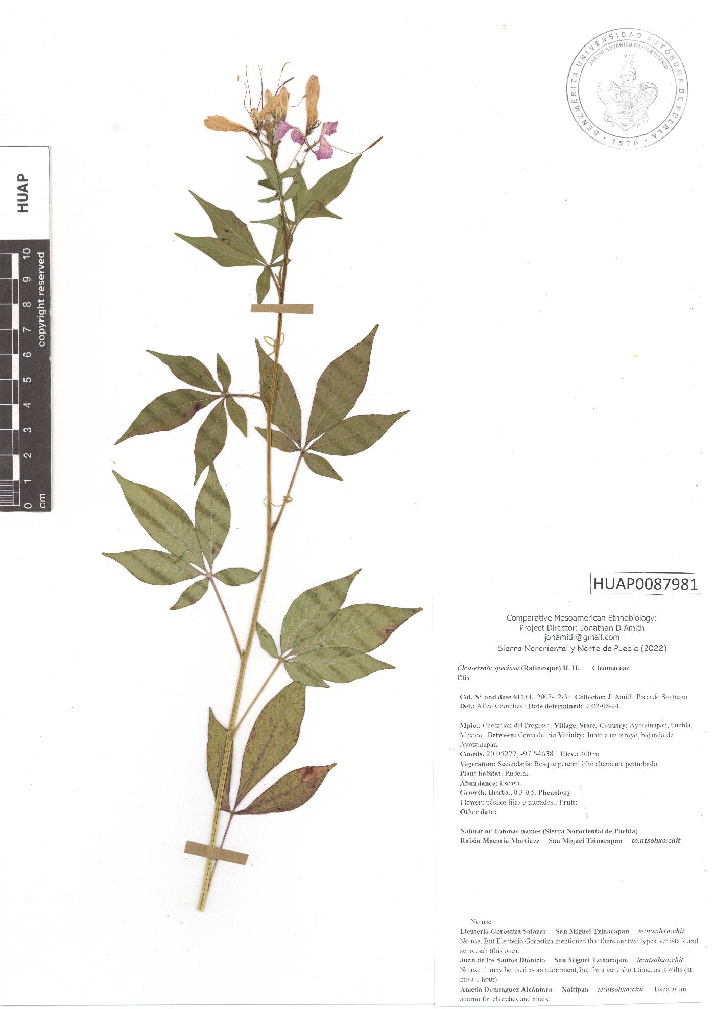 Cleoserrata speciosa image