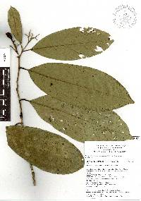 Oecopetalum mexicanum image