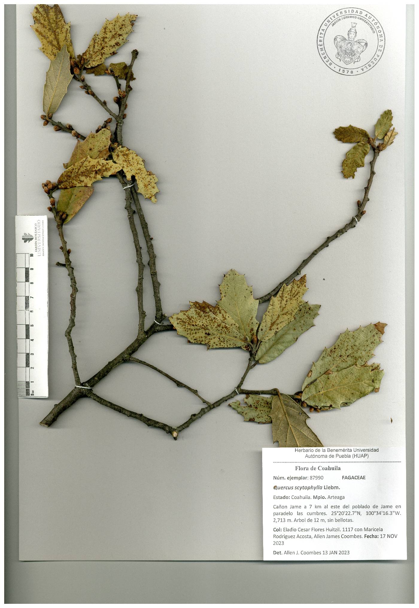 Quercus scytophylla image