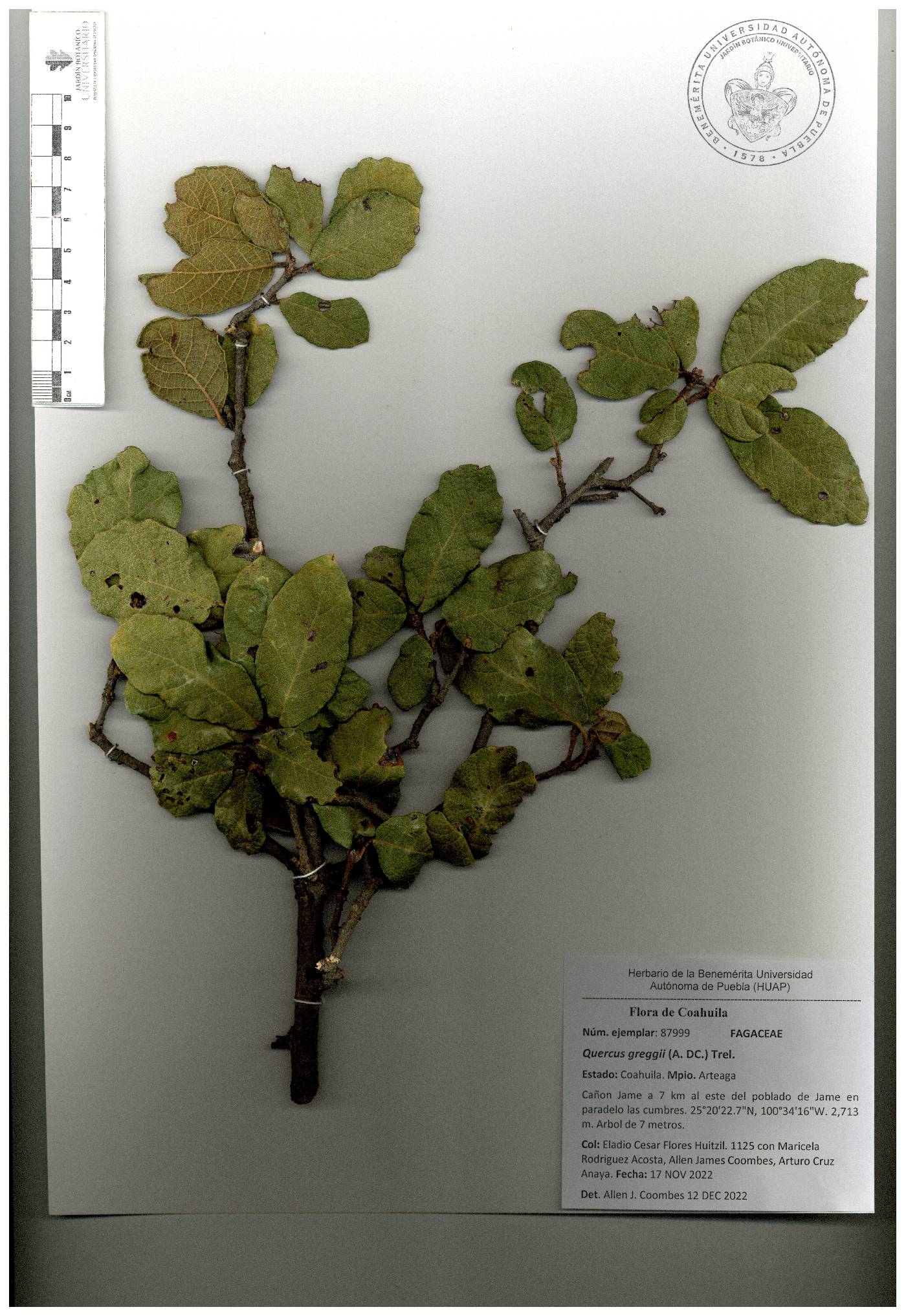 Quercus greggii image