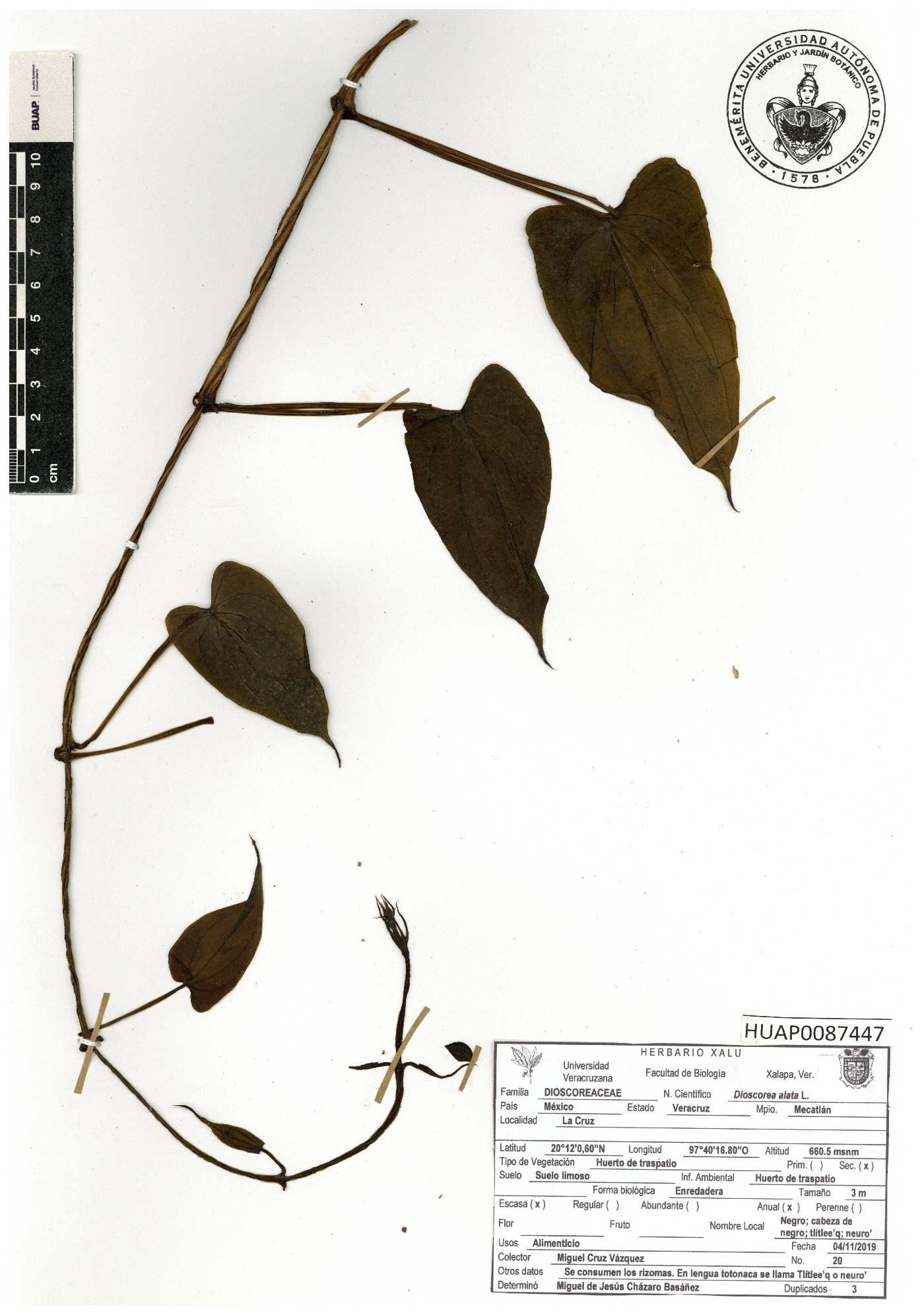 Dioscorea alata image