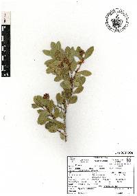 Lyonia squamulosa image