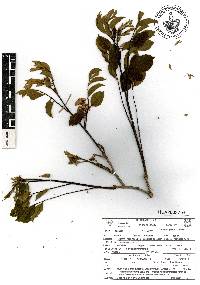 Dalbergia glomerata image