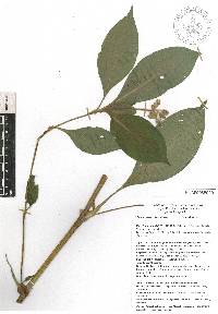 Tinantia erecta image