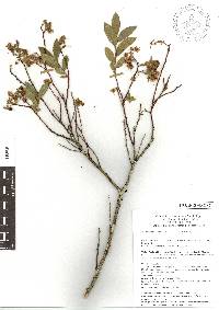 Vaccinium kunthianum image