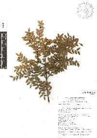 Vaccinium confertum image