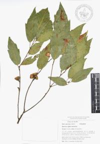 Quercus affinis image