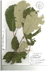 Quercus candicans image