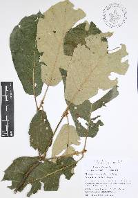 Quercus candicans image