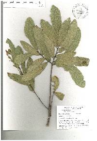 Quercus castanea image