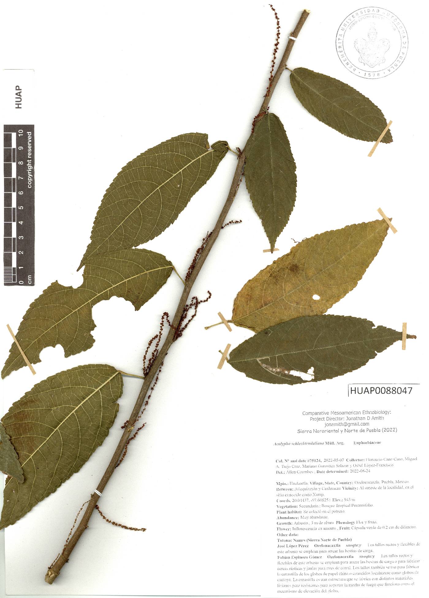 Acalypha schlechtendaliana image