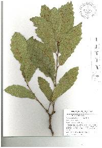 Quercus laeta image