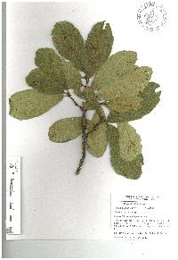 Quercus laeta image