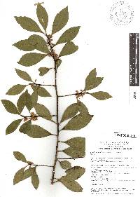 Lyonia squamulosa image