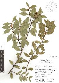 Lyonia squamulosa image