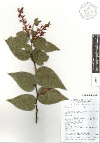 Gaultheria erecta image