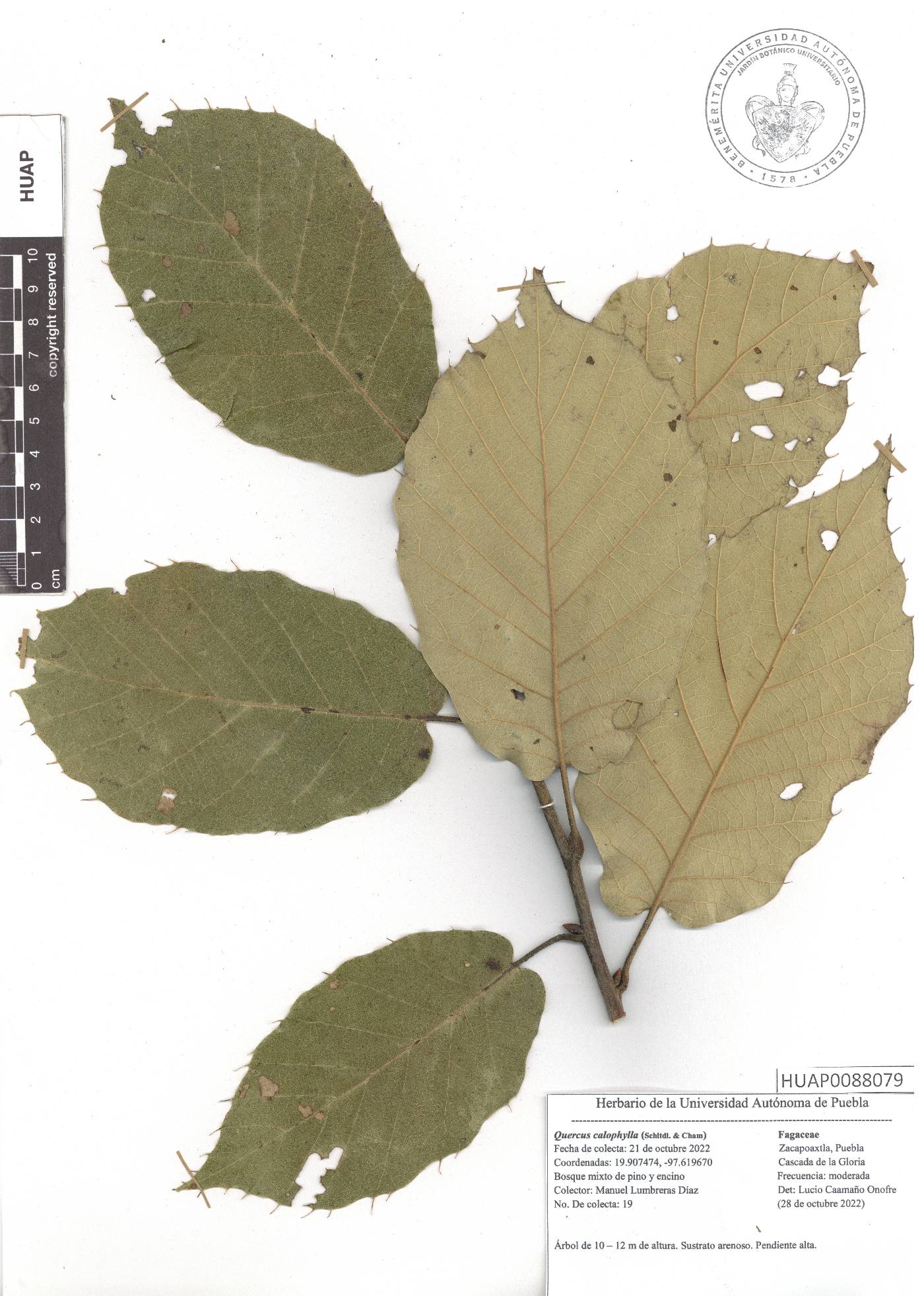 Quercus candicans image