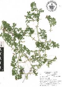 Selaginella silvestris image