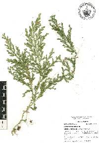 Selaginella stellata image