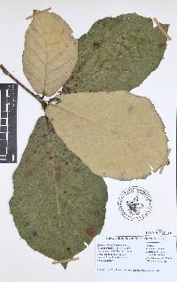 Quercus candicans image