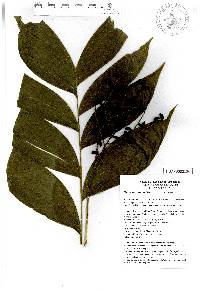 Chamaedorea oblongata image