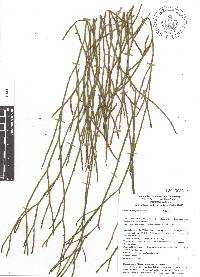 Psilotum complanatum image