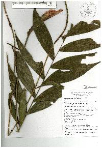 Chamaedorea oreophila image