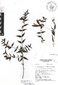 Lamourouxia xalapensis image