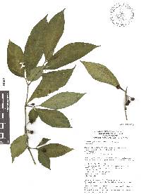 Lycianthes geminiflora image
