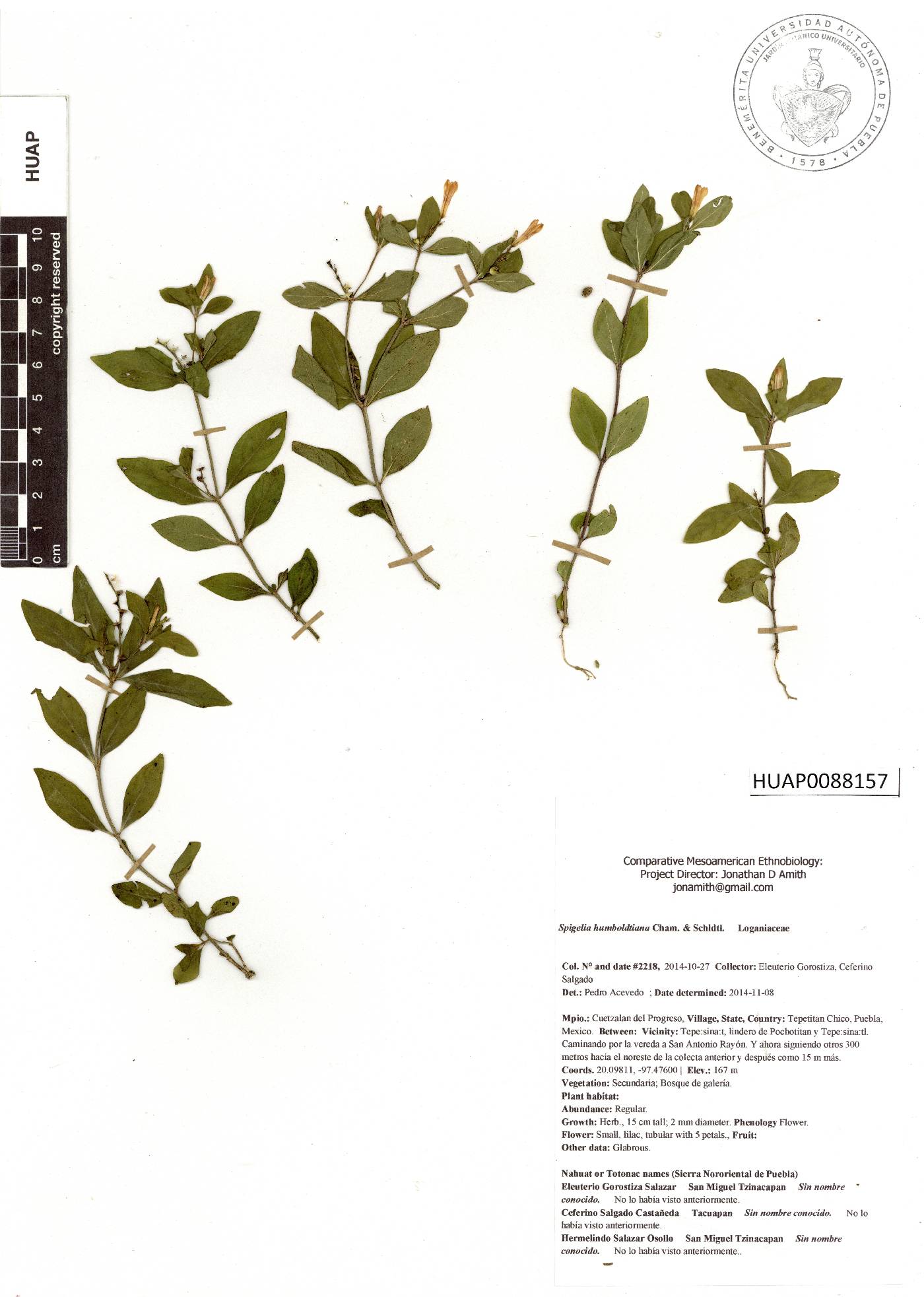 Spigelia humboldtiana image