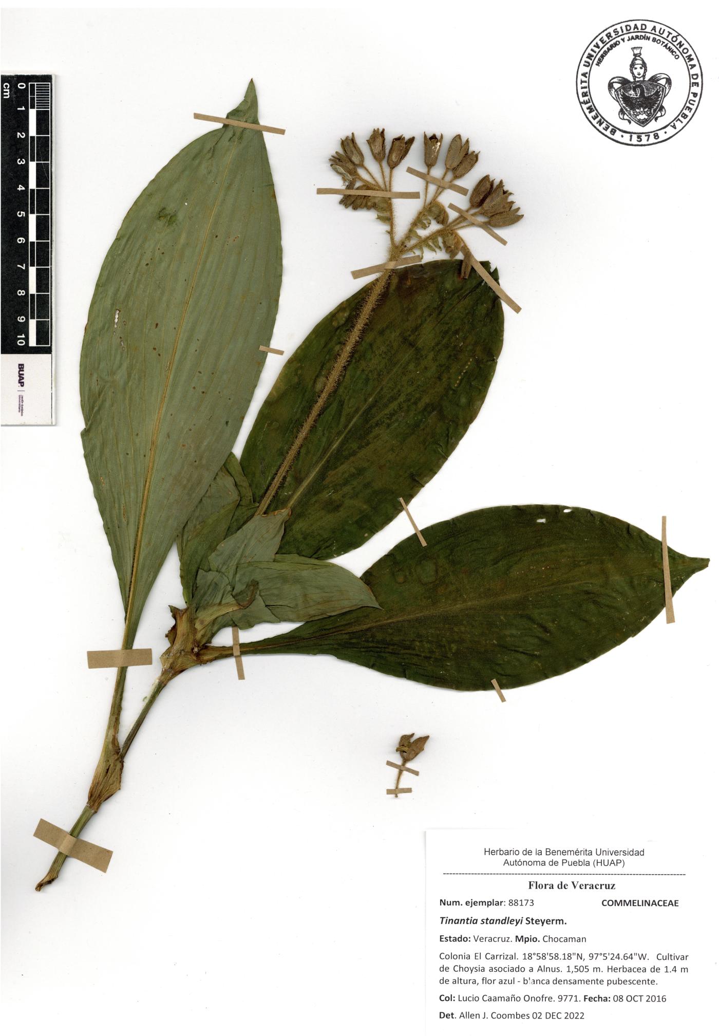 Tinantia standleyi image