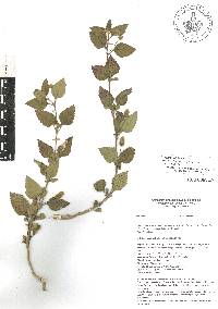 Phyla dulcis image