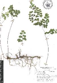 Adiantum poiretii image