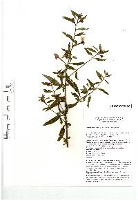 Ludwigia octovalvis image