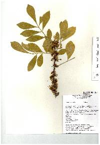 Trichilia havanensis image