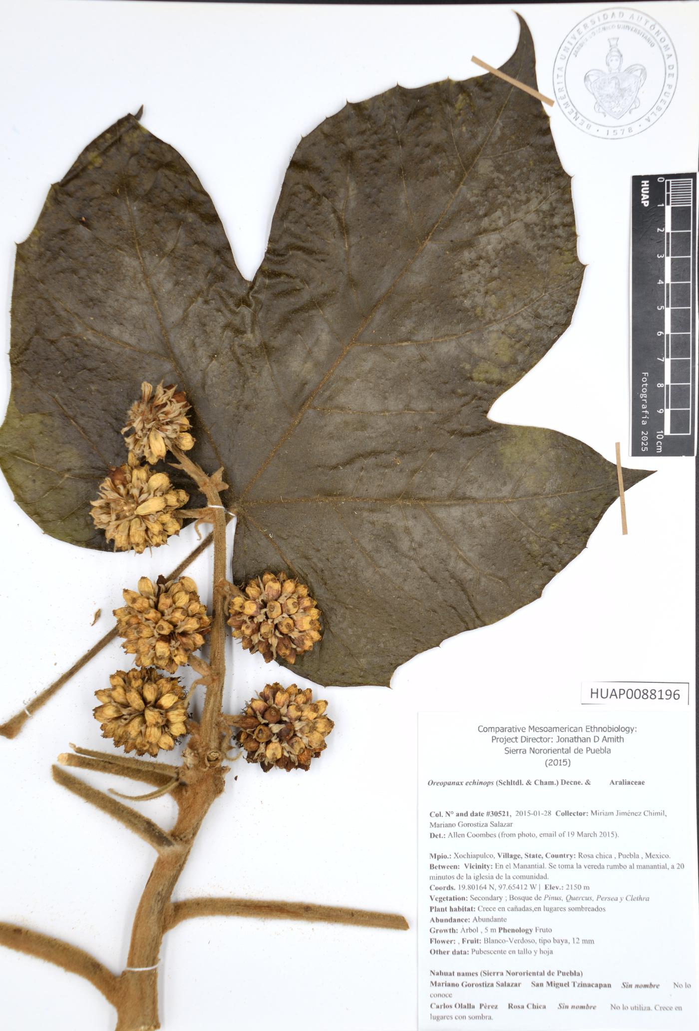 Oreopanax echinops image
