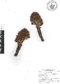 Lennoa madreporoides image