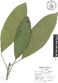 Croton rosarianus image