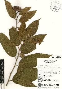 Trichospermum galeottii image