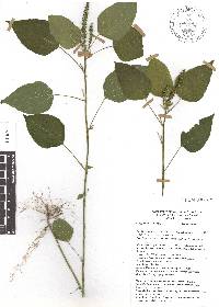 Acalypha setosa image