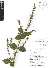 Salvia longispicata image