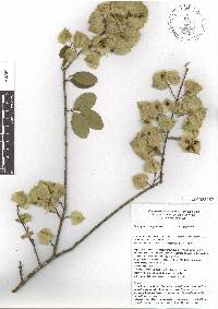 Mascagnia vacciniifolia image