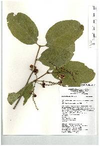 Bunchosia biocellata image