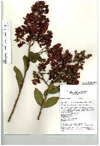 Lagerstroemia indica image