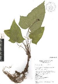 Dorstenia contrajerva image