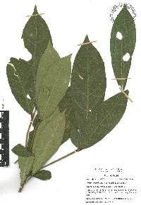 Croton rosarianus image